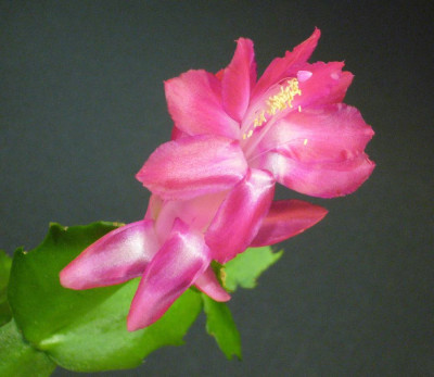Schlumbergera_Bristol_Queen_11-2012_900x900_80KB.jpg