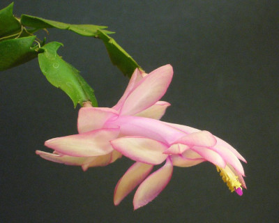 Schlumbergera_Queen_Hybride_11-2012_900x900_80KB.jpg
