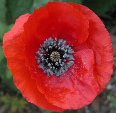 Mohn1.jpg