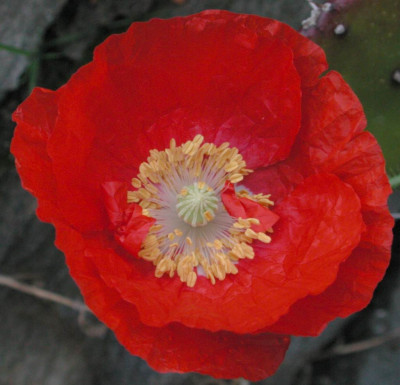 Mohn_n2.jpg