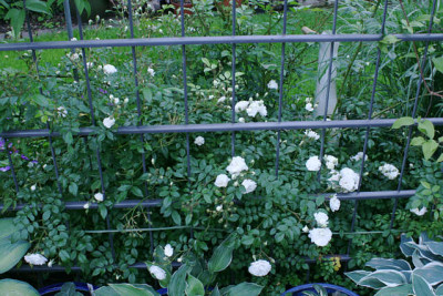 Rose_Unschuld_1311b.jpg