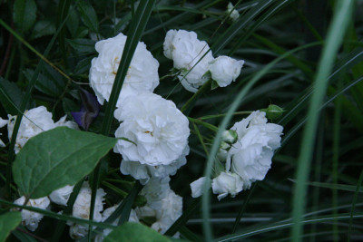 Rose_Unschuld_1211b.jpg