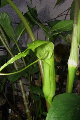 Arisaema_intermedium.jpg