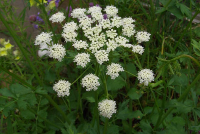 Pimpinella_saxifraga.jpg