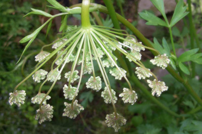 Pimpinella_saxifraga1.jpg
