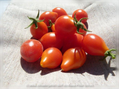 2012_Red_Cluster_Pear_Fruit4.jpg