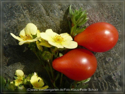 2012_Red_Cluster_Pear_Fruit3.jpg