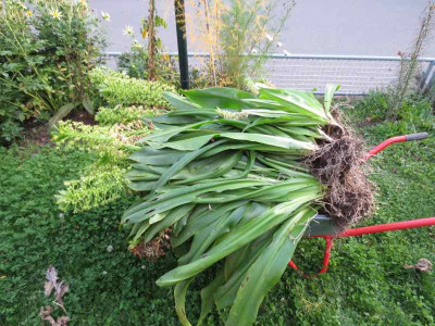 Eucomis_1.jpg