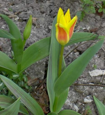 20040402_tulpe_rotgelb.jpg