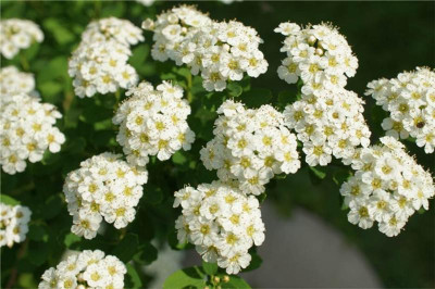 Spiraea_nipponica_Snowmound.jpg
