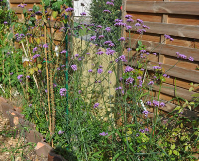 Verbena_bonariensis_12__2523.jpg