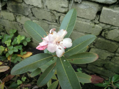 Rh.tephropeplum_300920124770.jpg
