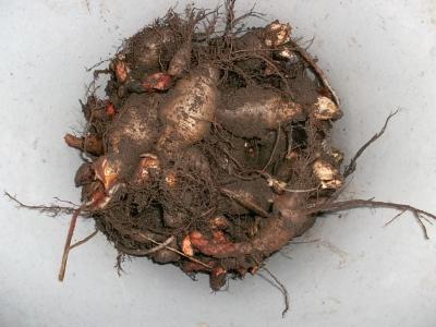 O.deppeiundtriangularis.jpg
