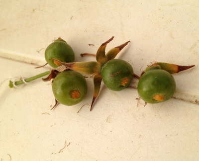 K58-1_Ripe_Green_Hips.jpg