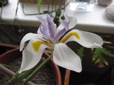 Dietes_grandiflora_im_November.jpg