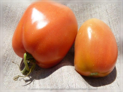 2012_Rose_de_Espelette_Fruit1.jpg