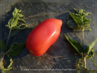 2012_Rose_de_Espelette_Fruit4.jpg