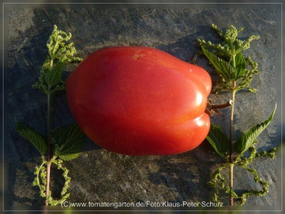 2012_Rose_de_Espelette_Fruit5.jpg