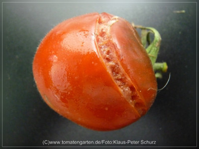 2012_Sacher_Fruit1.jpg