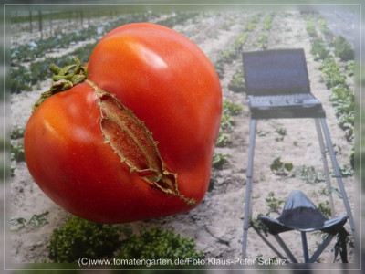 2012_Russian117_Fruit8.jpg