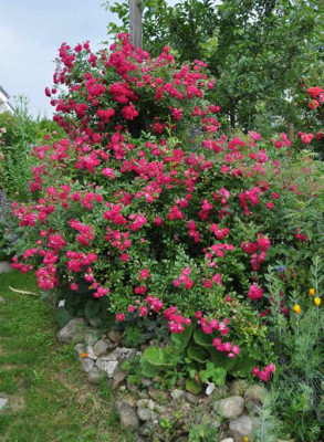 Super_Excelsa_12__8903.jpg