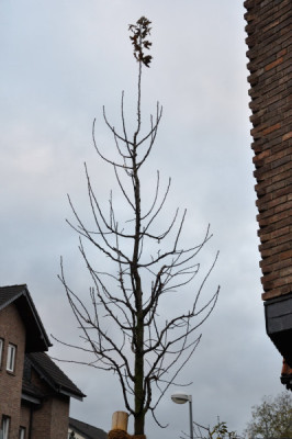 malus_krone.JPG