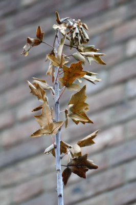 malus_laub.JPG