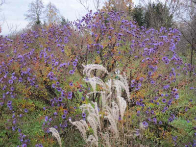 aster_im_November_121110.jpg