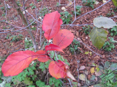 Malus_Samling_121110.jpg