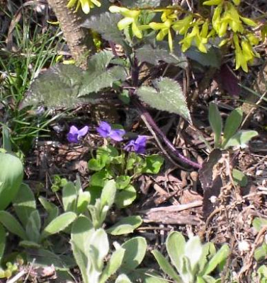 20040402_viola_odorata.jpg