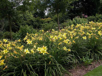 Wisley.Garden_-_Hemerocallis_Marion_Vaughn.jpg