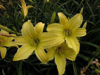 Wisley.Garden_-_Hemerocallis_Marion_Vaughn2.jpg