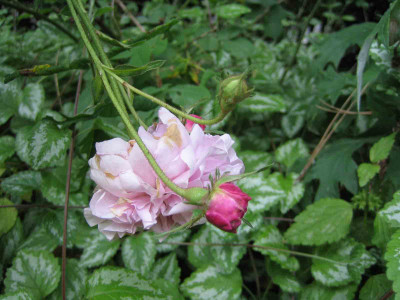 rose_nebenweg_detail.jpg