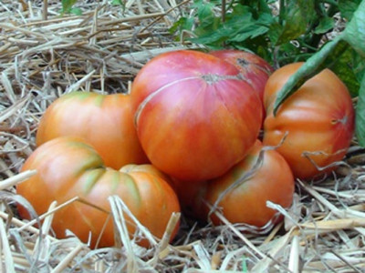 392_Mary_Robinsons_german_bicolor_e.jpg