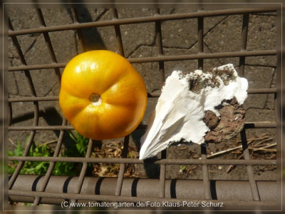 2012_Seattles_Blue_Wooly_Mammoth_F3B_Fruit5.jpg