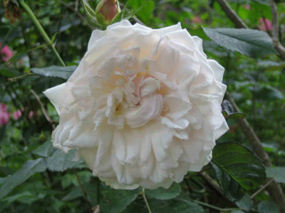 rose_beetrand_weiss.jpg