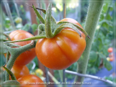 2012_Southport_Fruit1.jpg