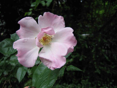 rose_gross_einfach.jpg