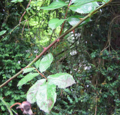 rose_gross_stacheln.jpg
