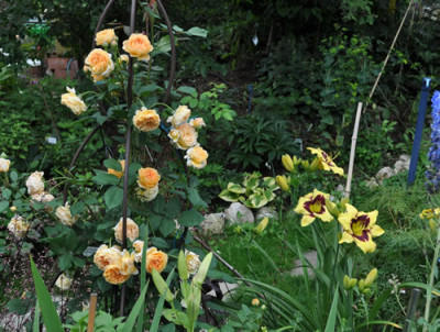 Crown_Princess_Margareta_12__0163.jpg