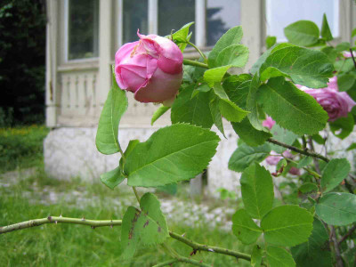 rose_haus_detail.jpg