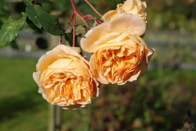 C5066_Medium.JPG