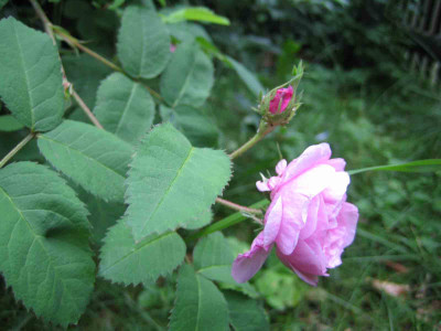 rose_briefkasten_detail.jpg