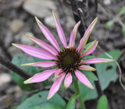 Echinacea_12__4034.jpg