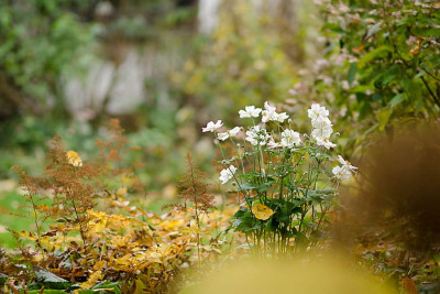 Anemone-H-J-Nov1012.jpg