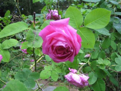 rose_weg_knospe.jpg