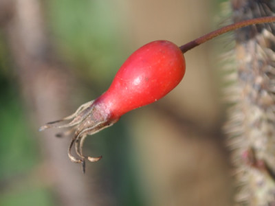 Rosa_farreri_persetosa_12__4411.jpg