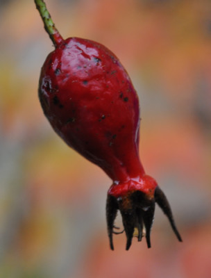 Highdownensis_12__4424.jpg