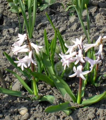20040402_hyazinthen_rosa.jpg