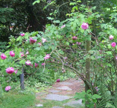 rose_weg_ganz3.jpg